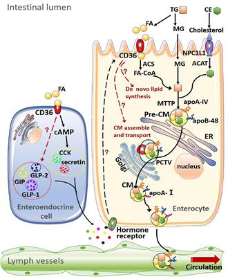 CD36 Senses Dietary Lipids and Regulates Lipids Homeostasis in the Intestine